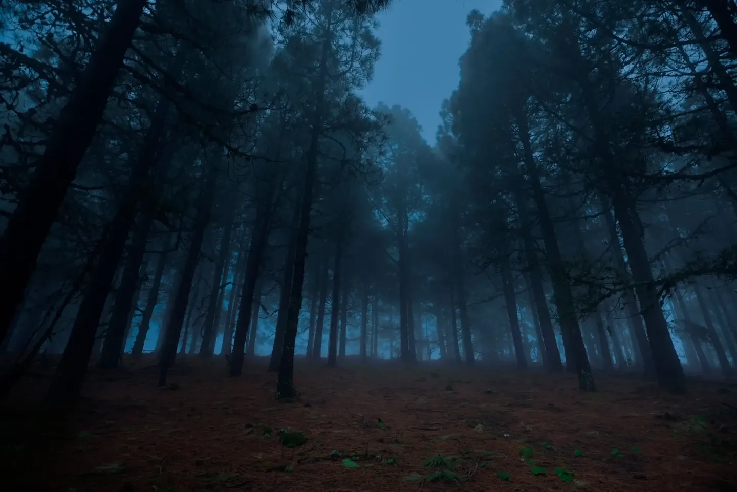 Foggy forest with tall, dark trees.