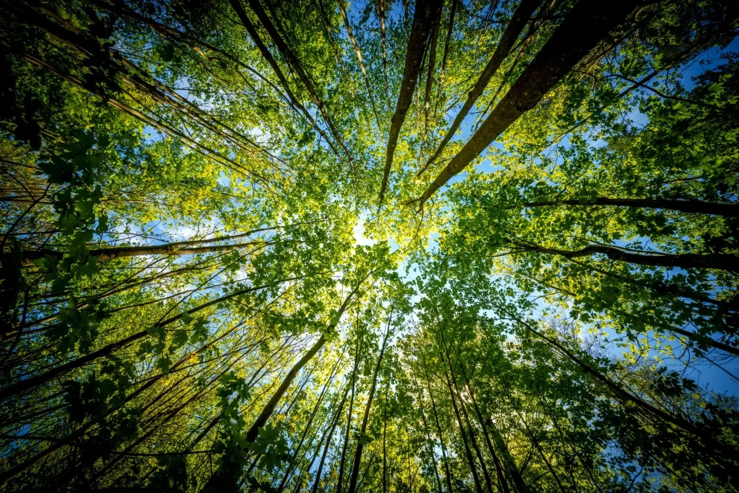 Looking up at tall green trees.