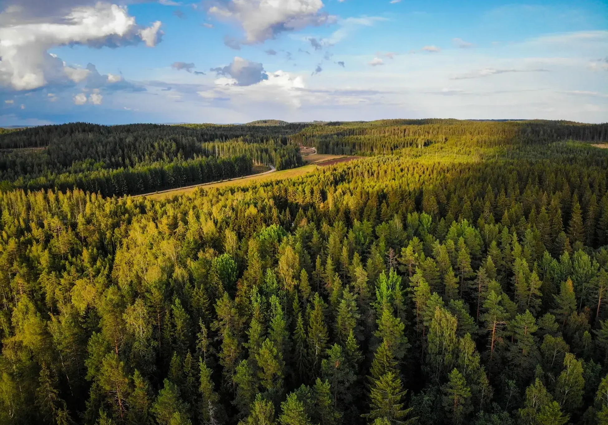 Aerial view of a lush green forest.